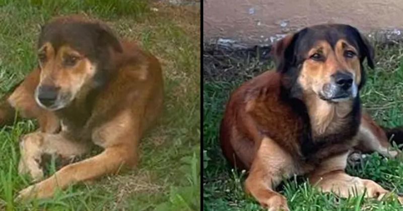 Dog Sits Outside House For Weeks After Owner Abandons Him