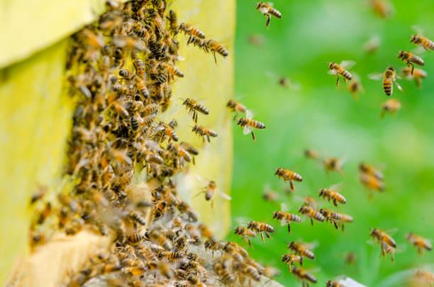 kawanan lebah madu