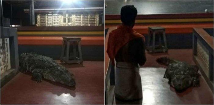 kerala kasargod temple vegetarian crocodile babiya death 