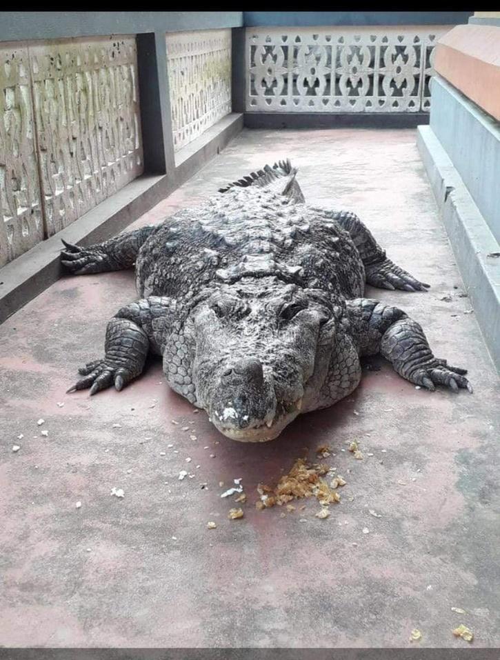 kerala kasargod temple vegetarian crocodile babiya death 