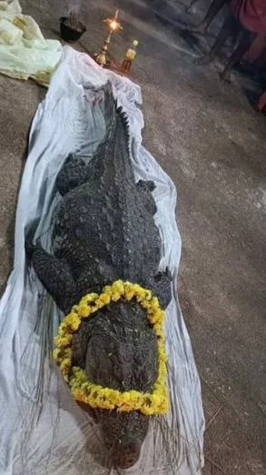 kerala kasargod temple vegetarian crocodile babiya death 