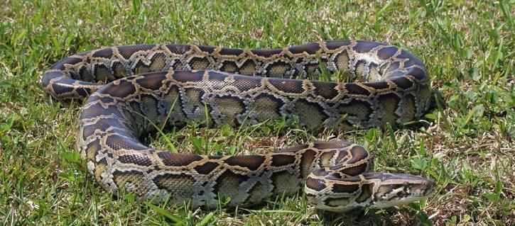 US man smuggled Burmese pythons in pants charged