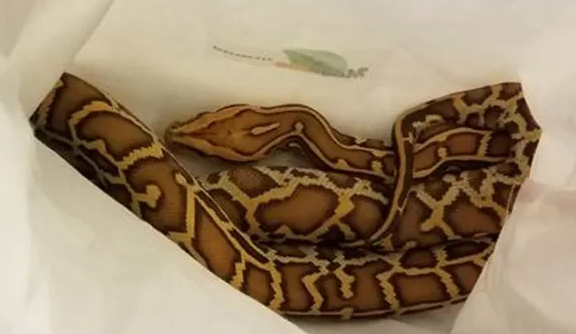 US man smuggled Burmese pythons in pants charged