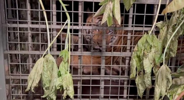 Tiger That Killed 10 Cows In Two Days In Kerala s Munnar Captured Tiger That Killed 10 Cows In Two Days In Kerala s Munnar Captured