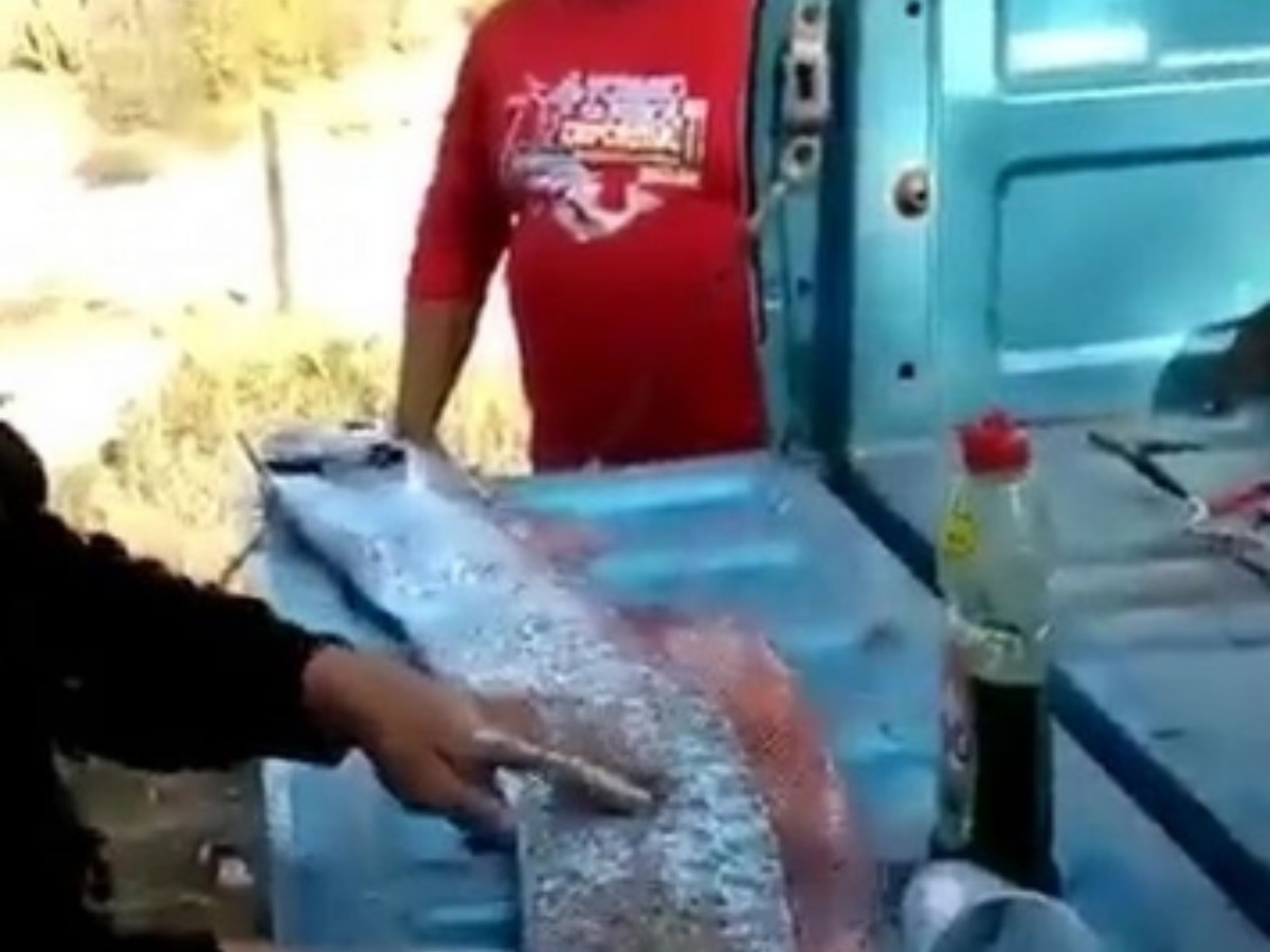 Bad Omen' Oarfish Found A Second Time In Mexico