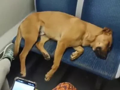 passengers let a dog sleep
