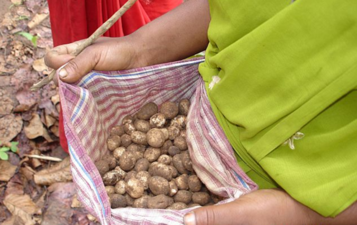 jharkhand rare rugda mushroom 