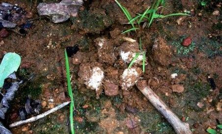 Rare rugda mushroom of jharkhand