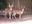 Forest Officials Seize Wild Animals Including Blackbucks, Deers From Karnataka Politician