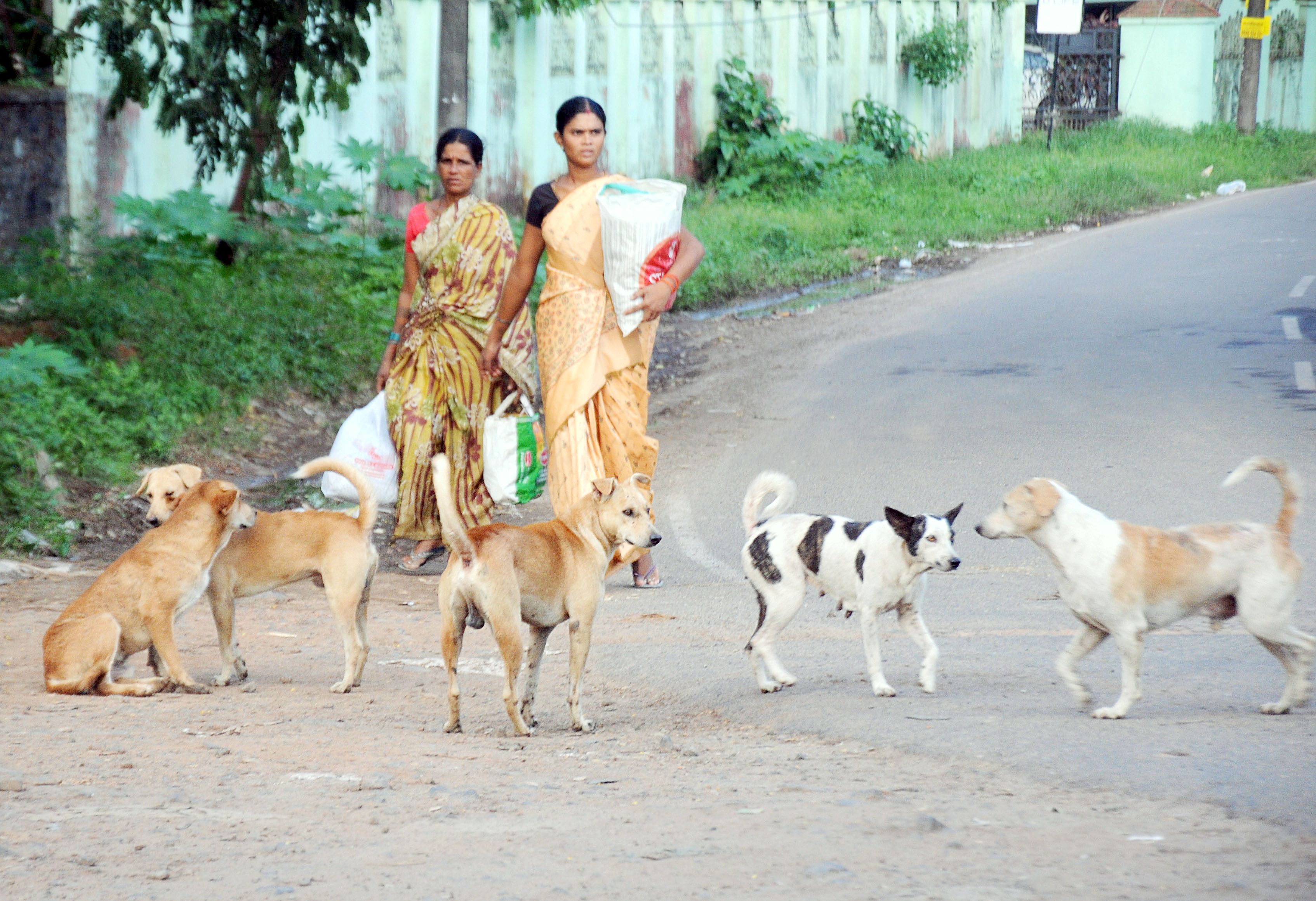 Kerala Man Seen Carrying Air Gun To Shoot At Dogs While