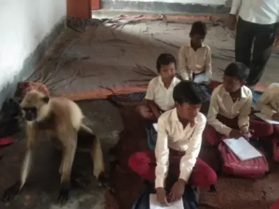 Monkey Attends Classes