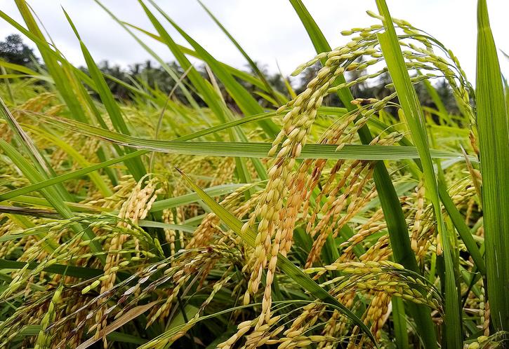 Amid Fears Of Crop Losses Due To Heavy Rains, Haryana Farmers Demand ...