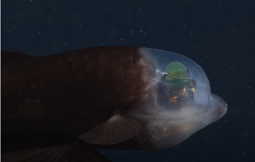 This Stυnning Deep Sea Fish Has A Transparent Head