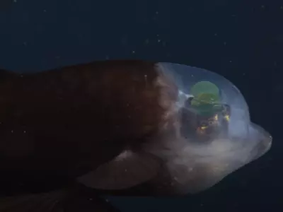 This Stunning Deep Sea Fish Has A Transparent Head