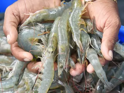 Shrimp farming