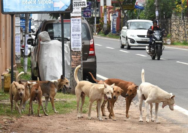 As Dog Attacks Spiral Out Of Control, Kerala Seeks SC Nod To Kill  Rabid-Infected, Violent Strays