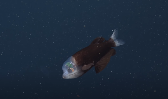 Researchers solve mystery of deep-sea fish with tubular eyes and  transparent head • MBARI