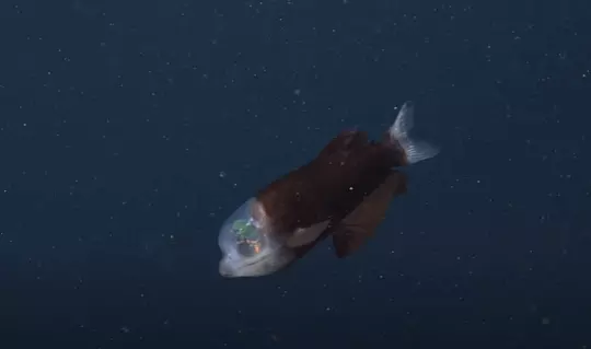 Deep sea scientists find strange, transparent fish on ocean