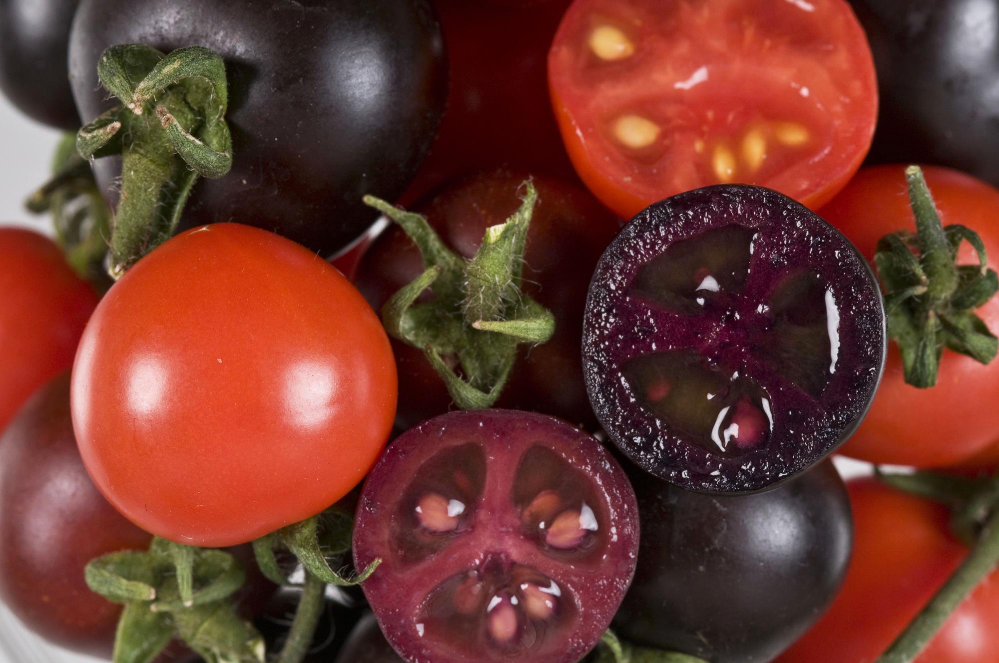 ये बैंगन नहीं बैंगनी टमाटर हैं, कैंसर से लड़ने में असरदार, बाज़ार में