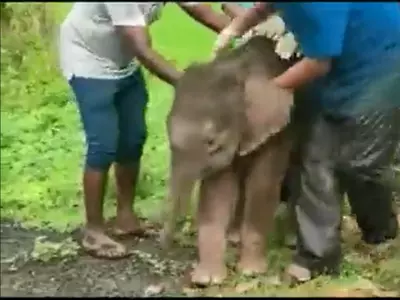 a-one-month-old-elephant-calf-separated-from-its-herd-in-chhattisgarh-reunited-632180b89f758