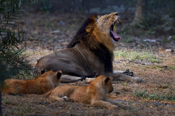 MP Got Cheetahs From Namibia, But Still Can't Get Lions From Gujarat, Even  After A 2013 SC Order