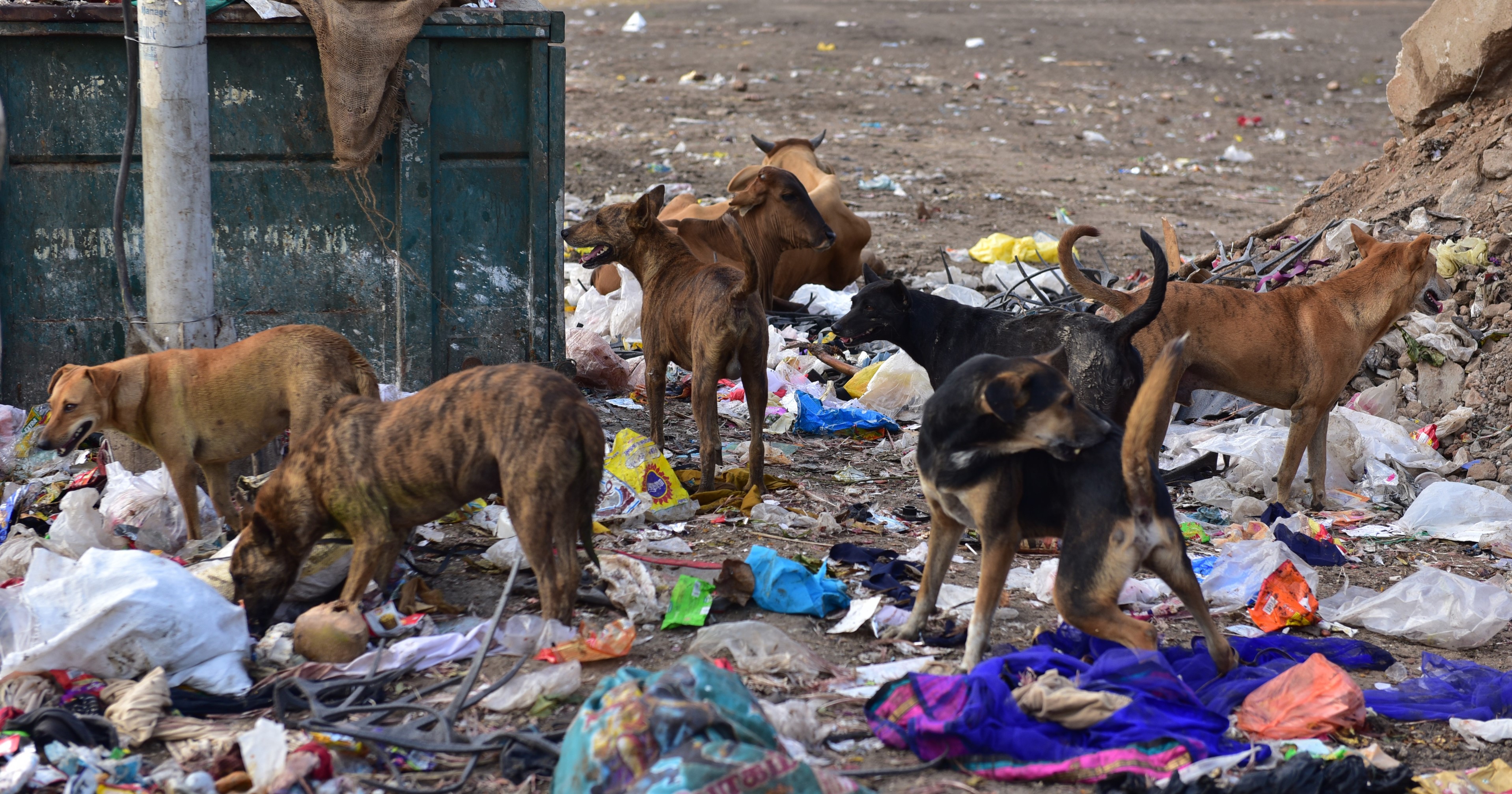 SC Stays Bombay HC Observation On Adopting Strays To Feed Them, Allows ...