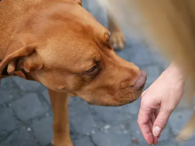 Dogs Can Accurately Detect The Scent of Stress, Finds New Study