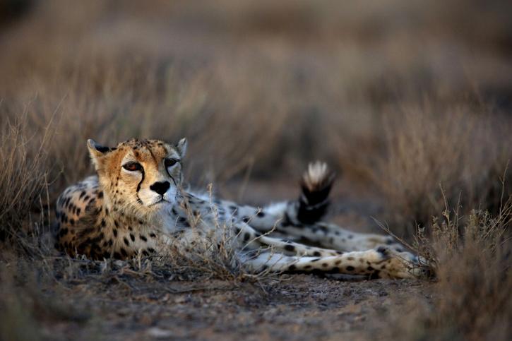 asiatic cheetah