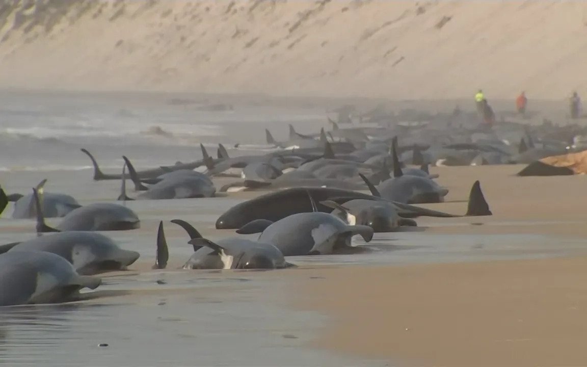 Tasmania whale stranding: 200 whales dead, 35 remain alive