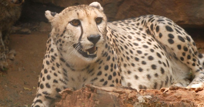 With The Cheetahs Come So Many Questions, Including On The Chances Of Their  Survival In India's Wild