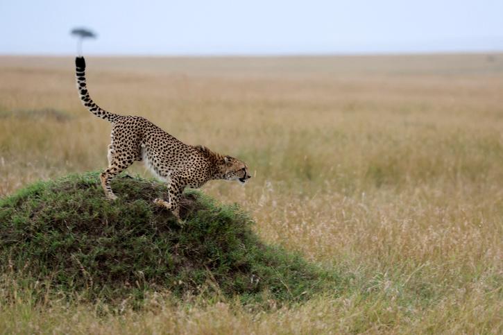 cheetah reintroduction to India