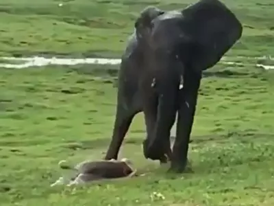 Elephant gives birth to a calf
