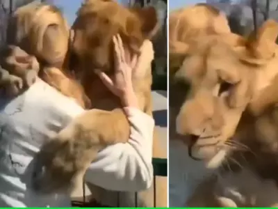 lions hug caretakers who rescued them