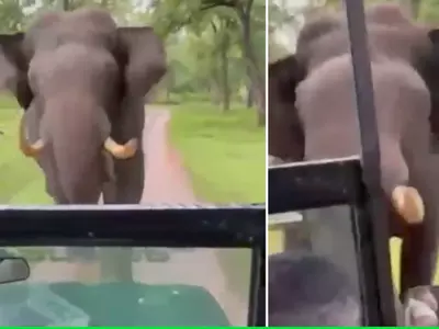 elephant chases car
