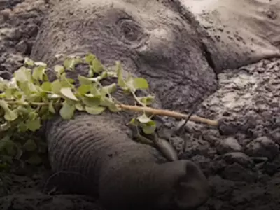 female elephants rescued in kenya