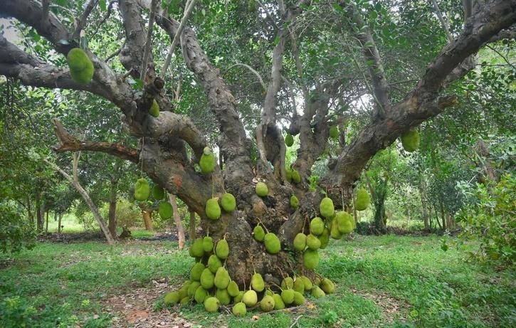 200 years old jackfruit tree