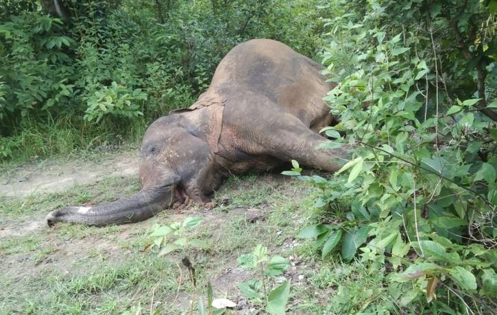 Human-Animal Conflict Claimed 925 Lives, In Odisha, 784 Elephants ...