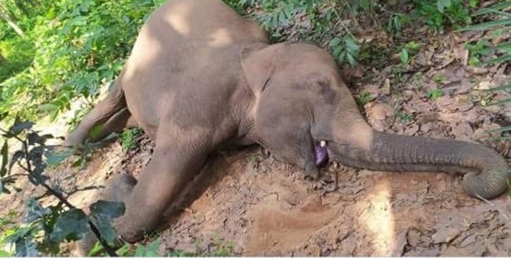 Wild Elephant Electrocuted