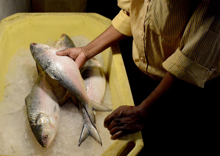 bengali famous fish