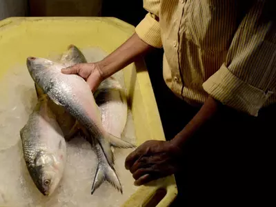 Why Hilsa Fish is Popular in Bengal?
