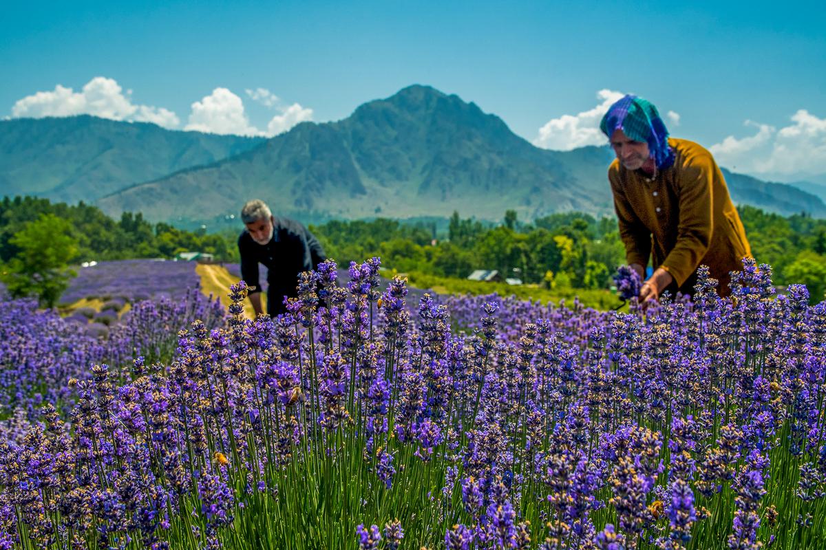 As Purple Revolution Blooms, Kashmiri Farmers Are Picking Lavender  Cultivation