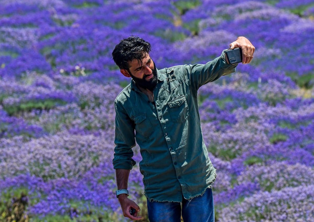 As Purple Revolution Blooms, Kashmiri Farmers Are Picking Lavender