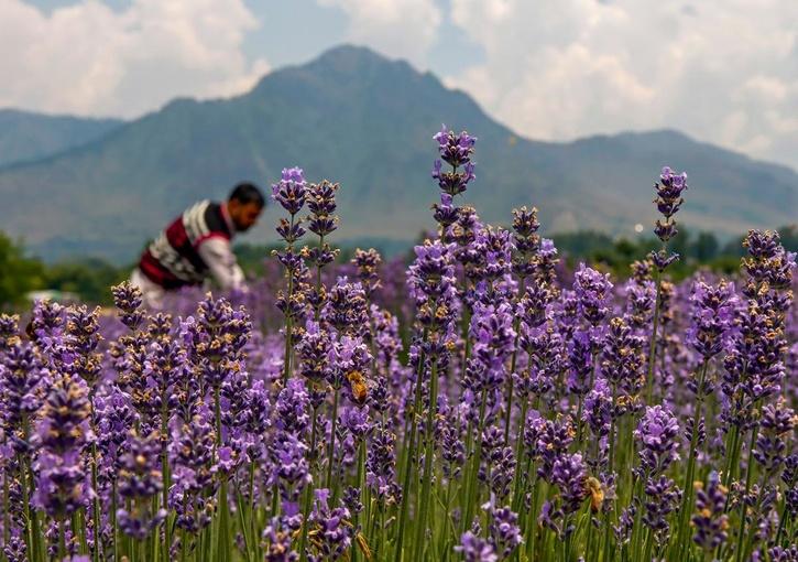 As Purple Revolution Blooms, Kashmiri Farmers Are Picking Lavender