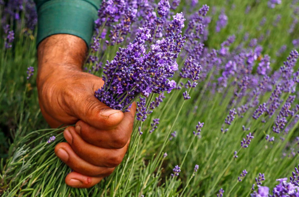 As Purple Revolution Blooms, Kashmiri Farmers Are Picking Lavender