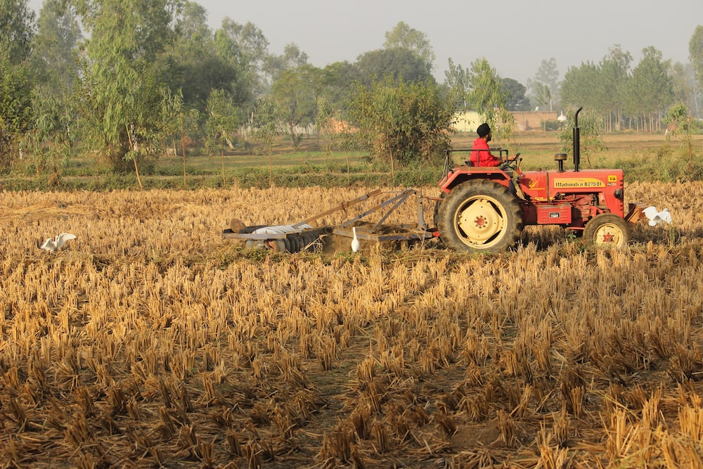 Farmers Worried As Dwarf Disease Affects Paddy Growth In Punjab