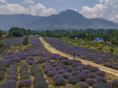 Kashmir Lavender