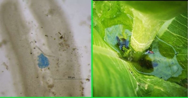 Photo of Prvýkrát boli mikroplasty nájdené vo vode zachytenej v listoch rastlín