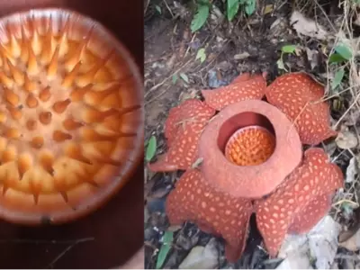 man spots rafflesia