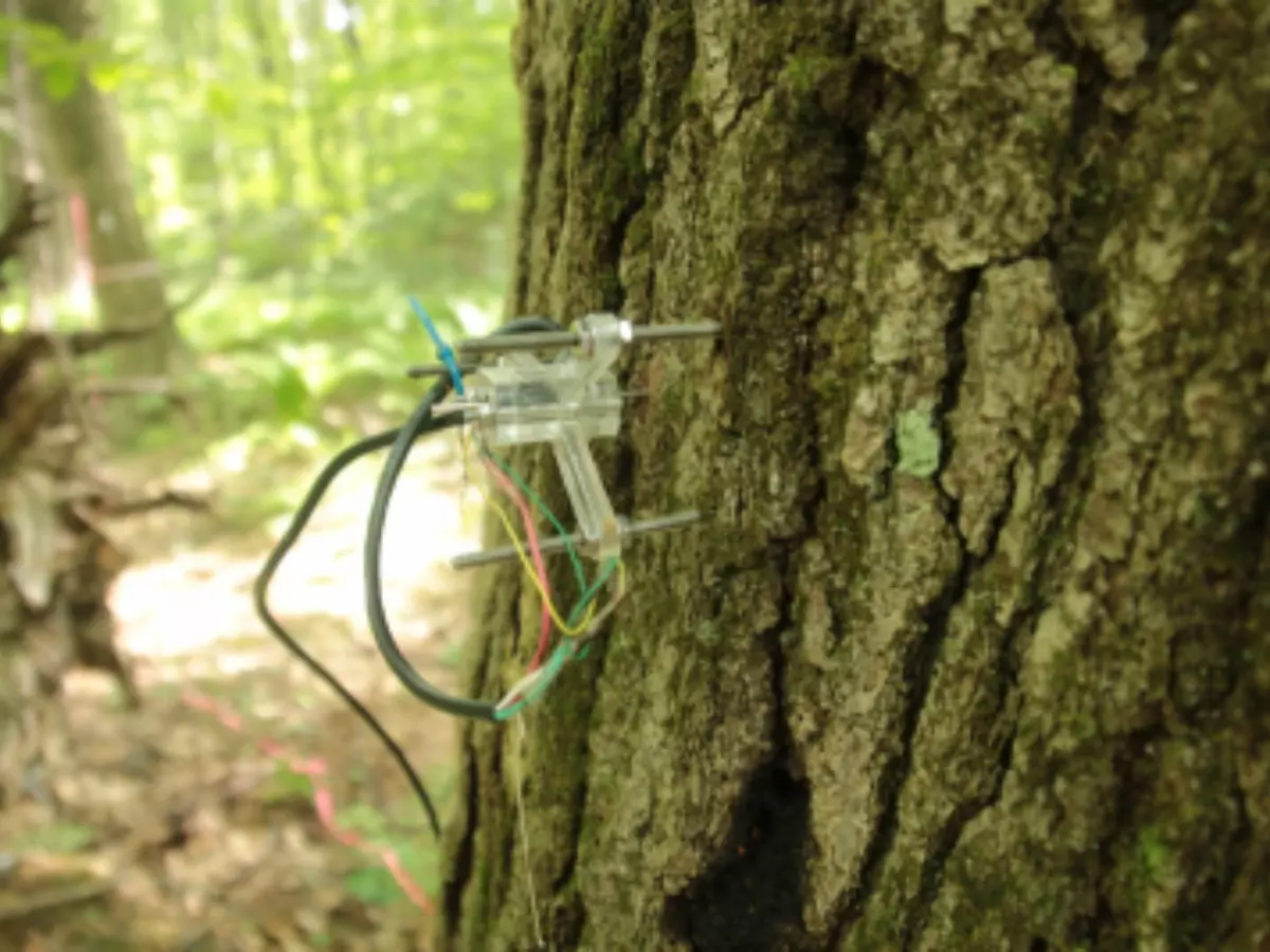 This Tree Has Been Live-Tweeting Climate Changes In Real Time This Tree Has Been Live-Tweeting Climate Changes In Real Time