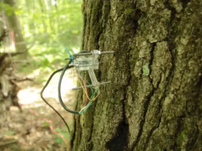 This Tree Has Been Live-Tweeting Climate Changes In Real Time